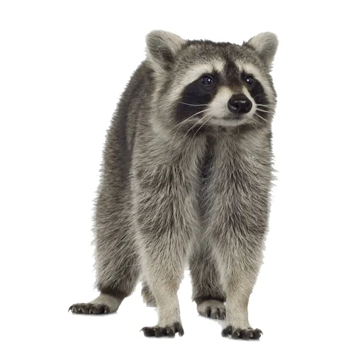 procione, raccoon, strisce di procione, procione su sfondo bianco, raccoon striature su fondo bianco