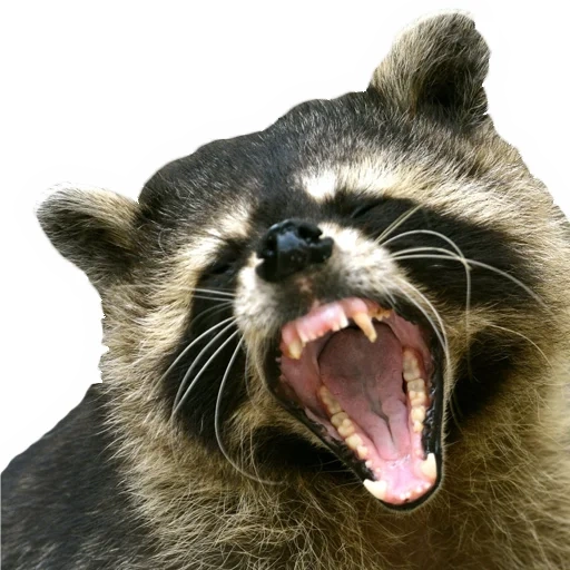 raccoon, енот ракун, злобный енот, енот полоскун, злой енот полоскун