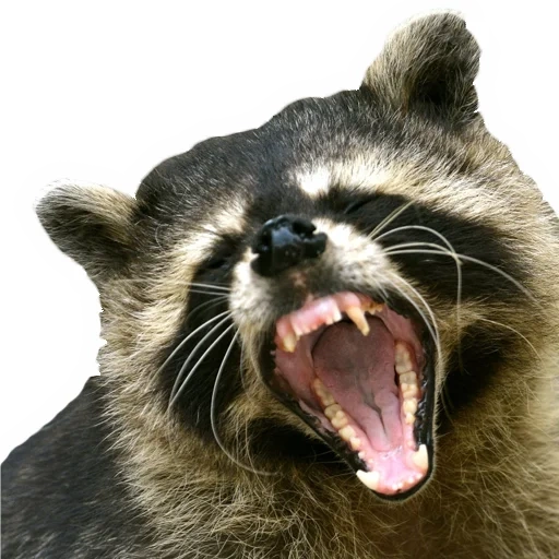 the raccoon, die waschbärschale, der bösartige waschbär, der waschbär streifen, böser waschbär streifen