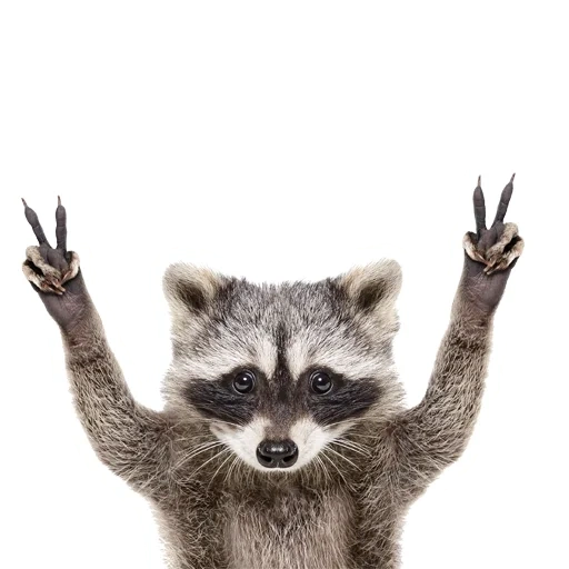 guaxinim, guaxinim, guaxinins engraçados, raccoon faz uma pata, raccoon white background arrogante