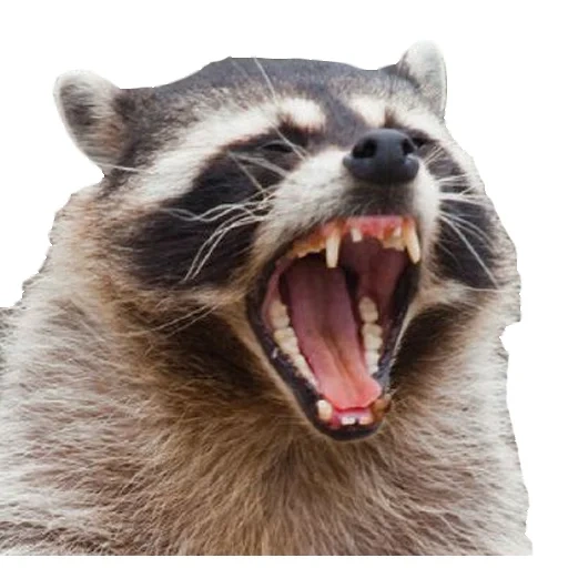 raccoon, raccoon teeth, raccoon strip, evil raccoon strip