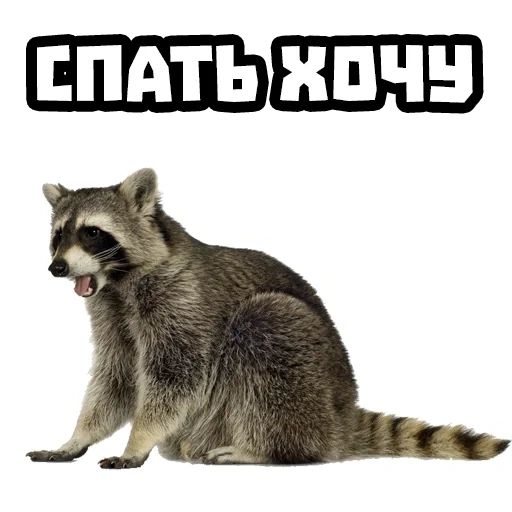 guaxinim, guaxinim, faixa de guaxinim, raccoon com fundo branco