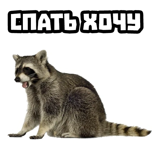 der waschbär, the raccoon, der waschbär streifen, waschbär auf weißem hintergrund