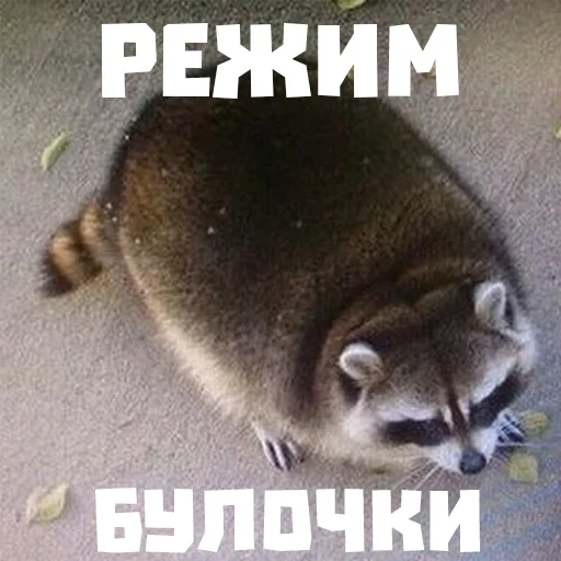 stupid raccoon, the raccoon is fat, the raccoon is thick, i look like a raccoon, jokes about raccoon