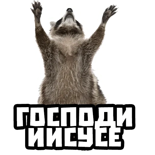 raccoon, raccoon, the raccoon stretches up, raccoon raised paws, raccoon white background arrogant