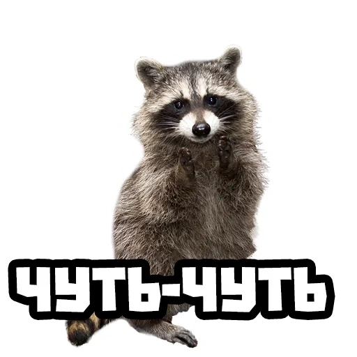 raccoon, raccoon, raccoon clipart, raccoon strip, raccoon transparent background