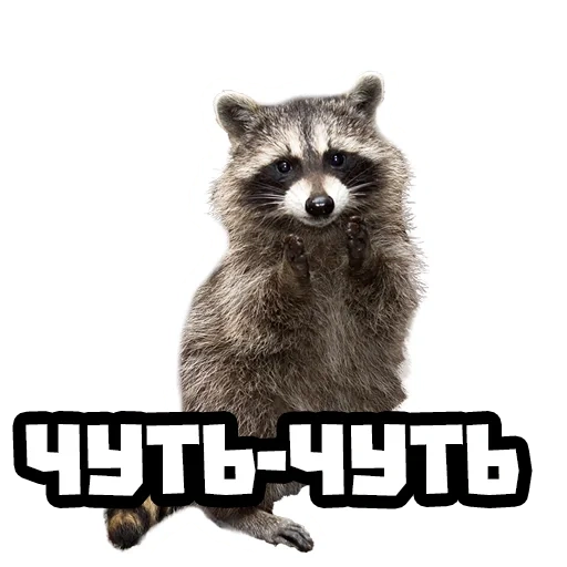 енот, raccoon, енот клипарт, енот полоскун, енот прозрачном фоне