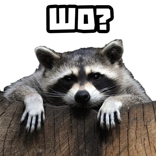 raccoon, raccoons, raccoon strip, raccoon strip avatar, black raccoon strip