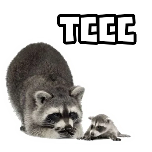 raccoons, raccoon, raccoon strip, raccoon with a white background, raccoon transparent background