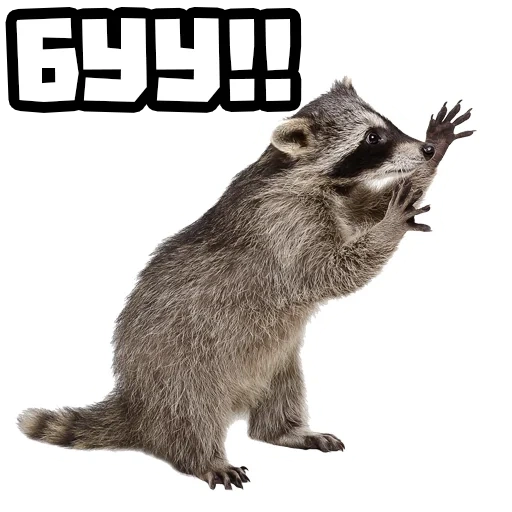 raccoon, raccoon strip, raccoon without a background, raccoon with a white background, raccoon transparent background