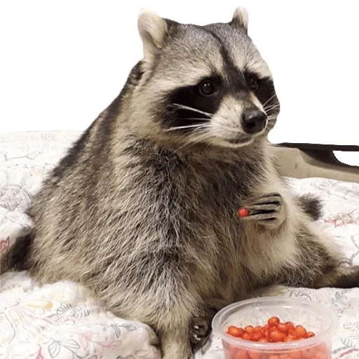 home raccoon, raccoon strip, white raccoon strip, raccoon is homeless, raccoon rinsed home