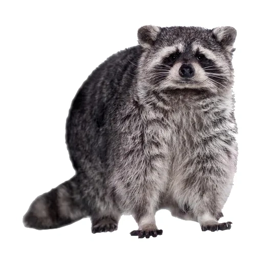 raccoon, raccoon strip, raccoon with a white background, raccoon strip with white background, the structure of the raccoon is striped