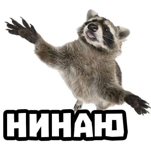 raccoon, raccoons, white background, raccoon strip, raccoon with a white background