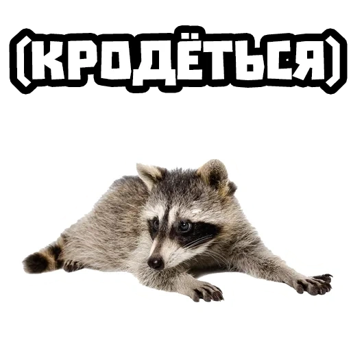 raccoon, raccoon, raccoon strip, raccoon transparent background, raccoon with a white background lies