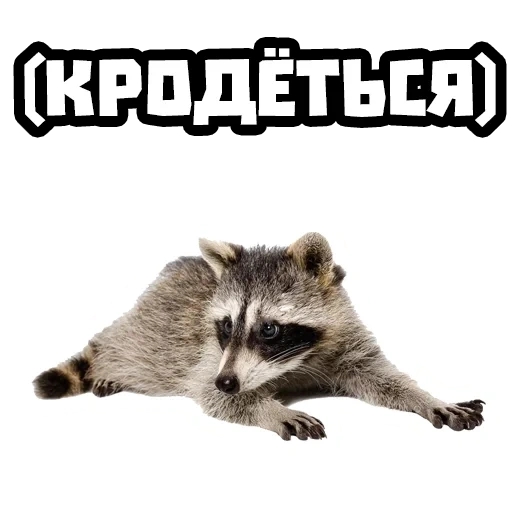 der waschbär, the raccoon, der waschbär streifen, waschbär transparenter hintergrund, waschbär auf weißem hintergrund liegt