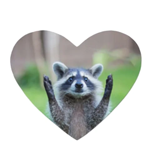 guaxinins, guaxinim, raccoon boris, animal de guaxinim, faixa de guaxinim