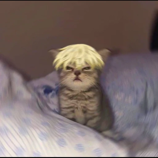 cat, cat, the head of the cat, the cat is fluffy, a displeased kitten