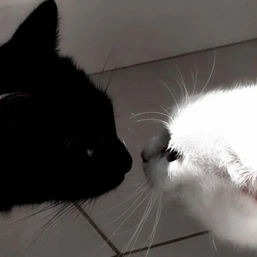 gato, gato, catetas amor, gato favorito, gatos de animais