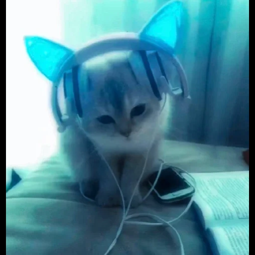 odaries à fourrure, cats, charmant phoque, casque pour chat, headset cat