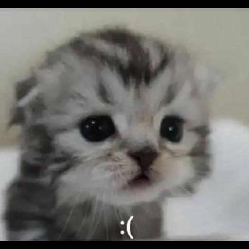 eine katze, süße kätzchen, katzentier, kitty kätzchen, ein süßes kätzchen weint