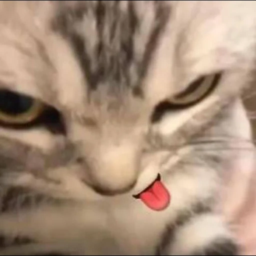 gato, cara de gato, cat watt, cara de gatito, me encanta lamer gatos