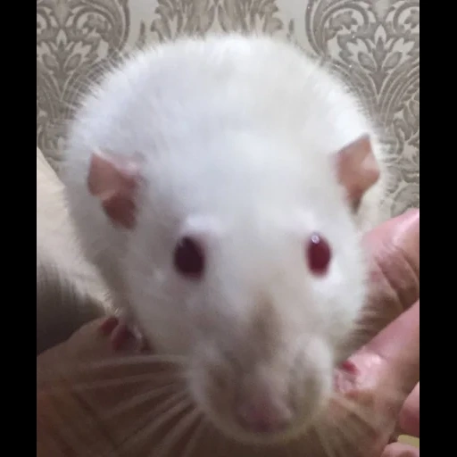 rat dambo, rat dambo rex, the rat dam is white, rat of the dambo breed, rat dambo albino
