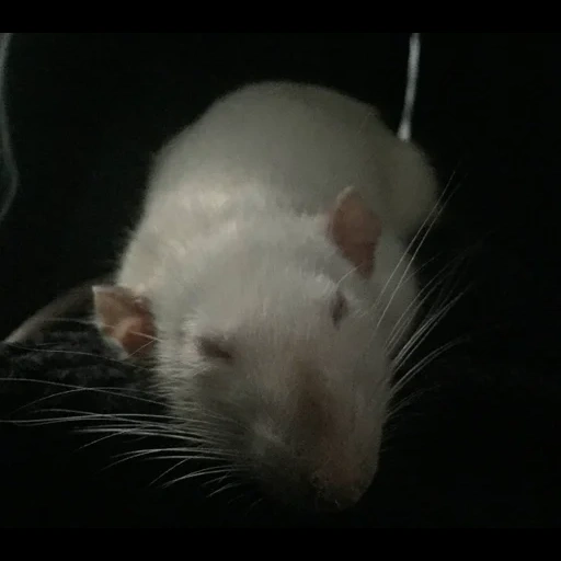 rats, deux rats, rats mâles, dumbo rat, dumbo albinos
