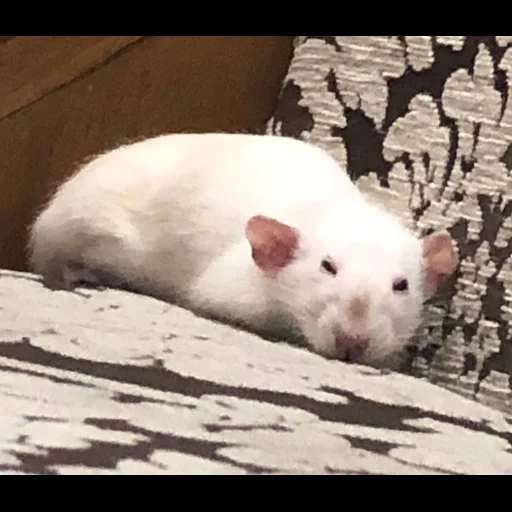 rat dambo, road dambo, rat albino, siamese rat dambo, rat dambo albino