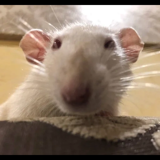 rats, rats, la souris est mignonne, mème de souris, rat animal