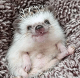 hedgehog yang terhormat, landaknya lucu, little hedgehog, hedgehog kerdil, landak kerdil afrika