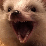 yozhik, evil hedgehog, hedgehog's teeth, the hedgehog was grinning, hedgehog lisichkin