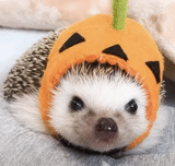 hedgehog mengantuk, landaknya lucu, topi landak, hewan landak, little hedgehog