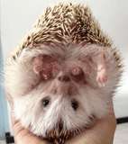 hedgehog melota, l'umore è un riccio, hedgehog africano, hedgehog insoddisfatto, bite di riccio africano