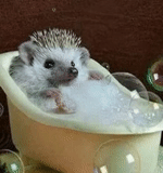 hedgehog, dear hedgehog, the hedgehog is washed, the hedgehogs are cute, hot hedgehog