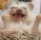 dornischer hedgehog, lustiger igel, freudiger igel, der igel lächelt, cooler igel