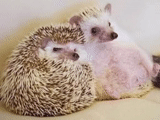 dear hedgehog, the hedgehogs are cute, hedgehog is home, little hedgehog, pregnant hedgehog
