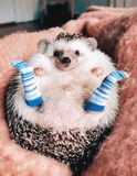 hedgehog socks, hedgehog is home, the animals are cute, dwarf hedgehog, lovely pets