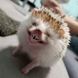 yozhik, dear hedgehog, the hedgehog is yawning, hedgehog khuzhik, hedgehog is funny