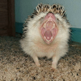 hedgehog, hérisson maléfique, hérisson à la maison, charmant hérisson, hérisson effrayé