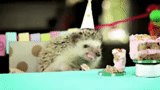 hedgehog, le hérisson mange le gâteau, petit hérisson, le hérisson mange le gâteau, joyeux anniversaire hérisson