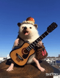 guitarra de erizo, oso con guitarra, los animales son divertidos, los animales más lindos, mr.pokee es un encantador viajero de erizo