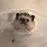 landak, mandi landak, landak kamar mandi, landak dicuci, little hedgehog