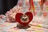 cat, valentine, hedgehog animals, the animals are cute, gift valentine's day