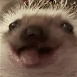 hedgehog-hedgehog, hedgehog spinoso, foto di hedgehog, animali ridicoli, funny muso animale