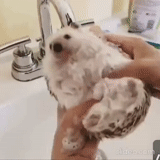 animals, hedgehog bath, the hedgehog bathes, the animals are cute, animals are funny
