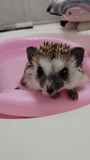 hedgehog-hedgehog, hedgehog carino, piccolo porcospino, hedgehog nano, hedgehog nano africano