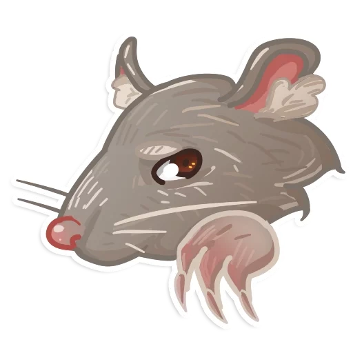ratto, ratto di topo, ratto lula, muszza rato, muszza rato