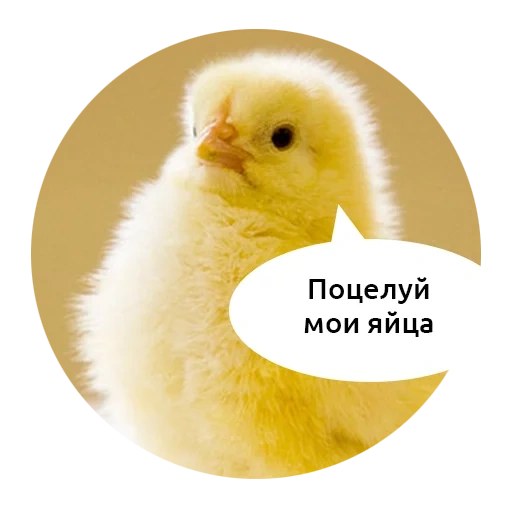 цыпленок, цыпленок мем, курица цыпленок, суточные цыплята, бройлер цыпленок