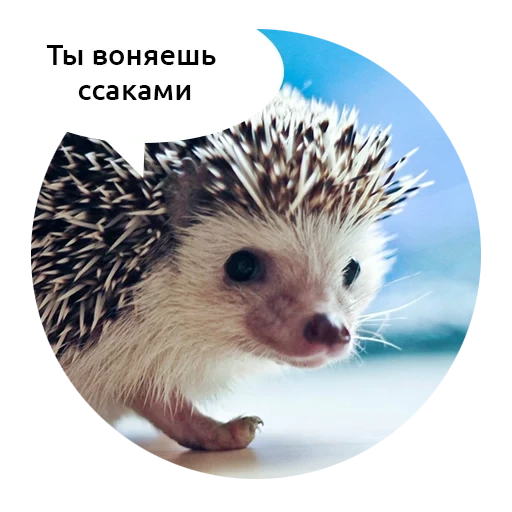 hedgehog-hedgehog, hedgehog-hedgehog, hedgehog carino, hedgehog spinoso, hedgehog è triste