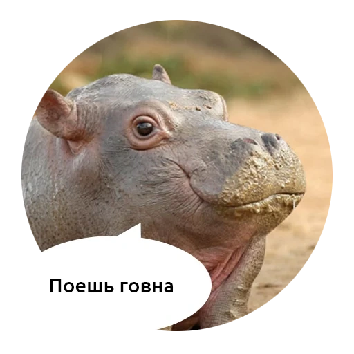 hipopótamo, humor interessante, hipopótamo animal, hipopótamo, hipopótamo